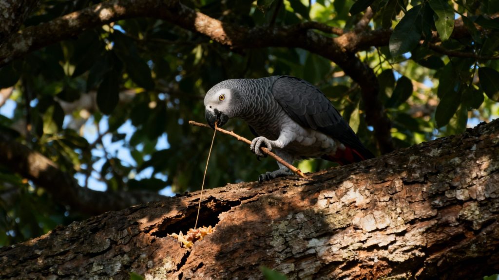 Whispers of the Emerald Canopy: The African Grey, Weaving Intelligence Through Forest Shadows